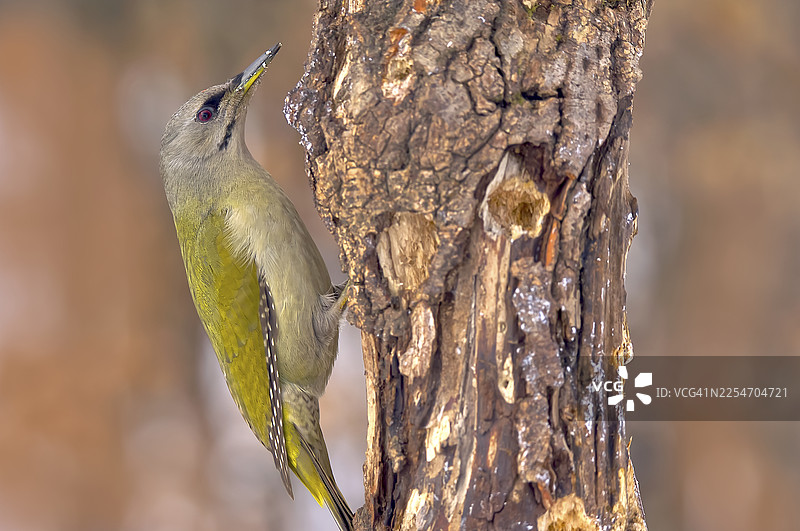 森林中，一只灰头啄木鸟栖息在树干上的特写图片素材