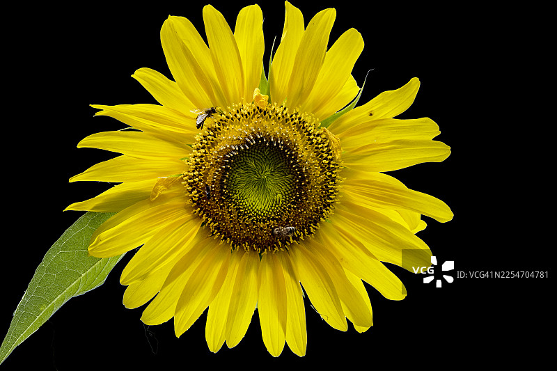 一只生机勃勃的黄色向日葵与蜜蜂在纯粹的黑色背景前，展现了大自然的 and 昆虫的活动之美图片素材