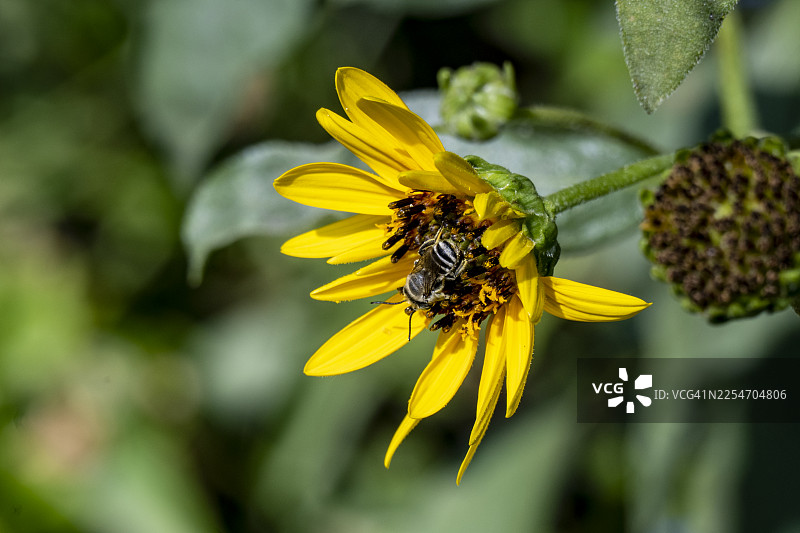 阳光明媚的晴天，特写镜头展示了一只蜜蜂在生机勃勃的黄色花朵上辛勤授粉的自然户外场景图片素材