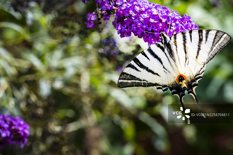 特写一只翅膀有条纹的鲜艳蝴蝶在紫色花簇上授粉，突显了自然之美和生态互动图片素材