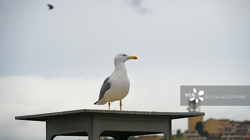 低角度拍摄，一只海鸥栖息在金属表面上，背景是多云的天空，远处有一只模糊的鸟图片素材