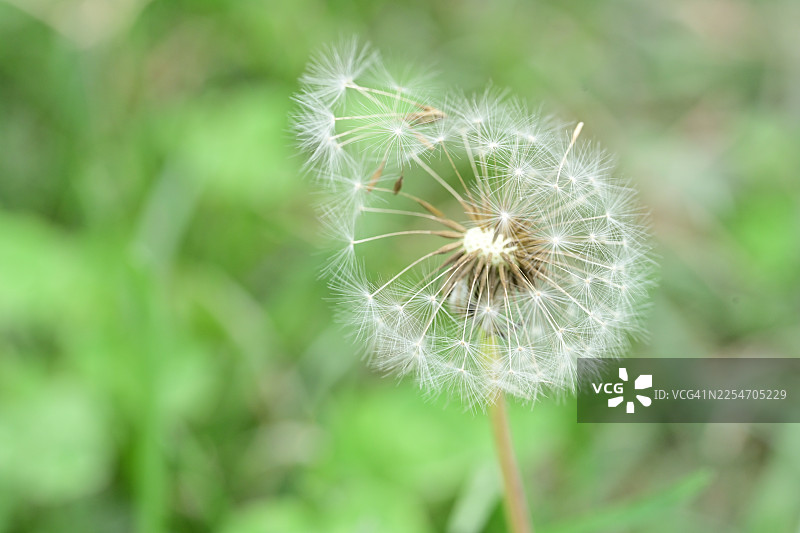 特写镜头下，柔和的绿色背景映衬着精致的蒲公英种子头，象征着愿望与新的开始。图片素材