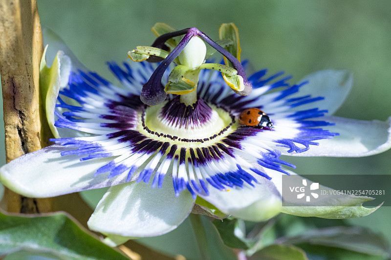 特写镜头展示了一朵生机勃勃的紫白色西番莲，一只瓢虫停歇在花瓣上，展现了自然的精妙细节。图片素材