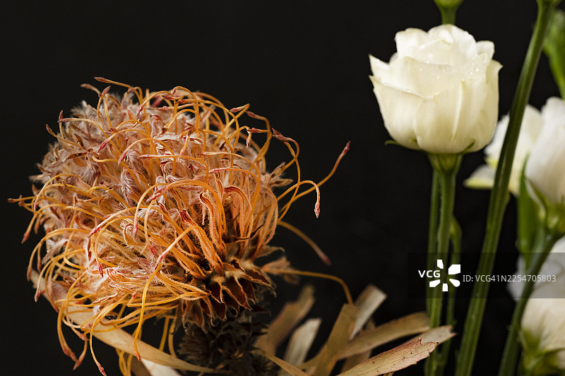 特写镜头下，鲜艳的橙色针垫帝王花和精致的白玫瑰在纯粹的黑色背景下，彰显出自然之美。图片素材