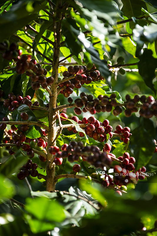 泰国清莱 Doi Chang 高地农场，咖啡枝头簇拥着新鲜的咖啡浆果，鲜红与翠绿的色调生机勃勃。图片素材