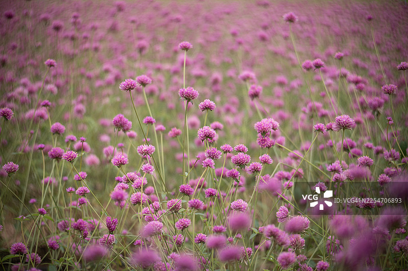 柔和模糊的特写花朵镜头图片素材