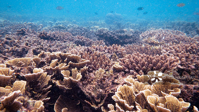 清澈湛蓝海水下的多彩珊瑚礁生态系统与热带鱼图片素材