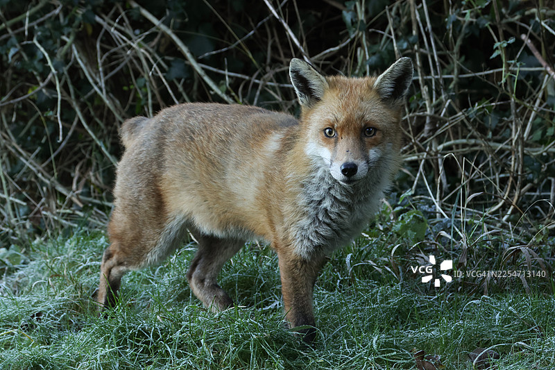 一只没有尾巴的野生赤狐（Vulpes vulpes）在寒冷霜冻的冬日早晨，在湖边觅食。图片素材