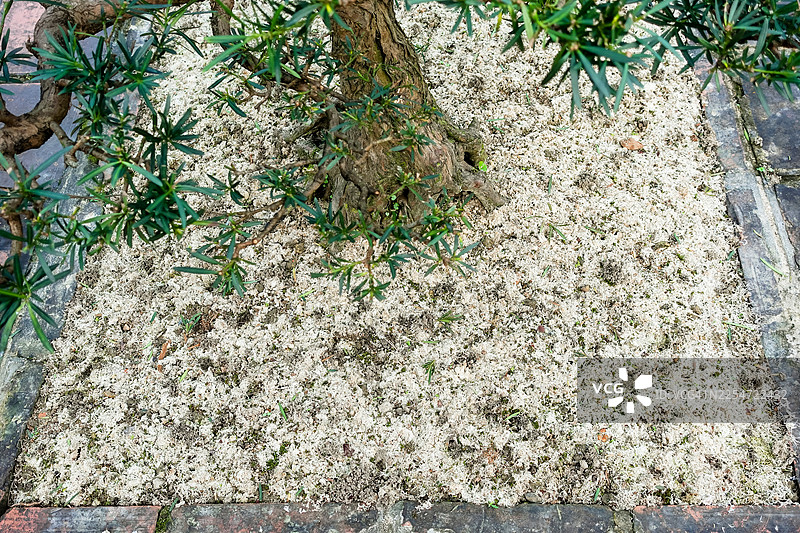 给盆景树覆盖白苔藓有机覆盖物图片素材