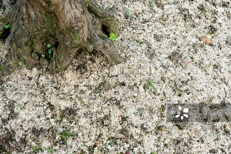 用白色有机苔藓覆盖盆景树图片素材