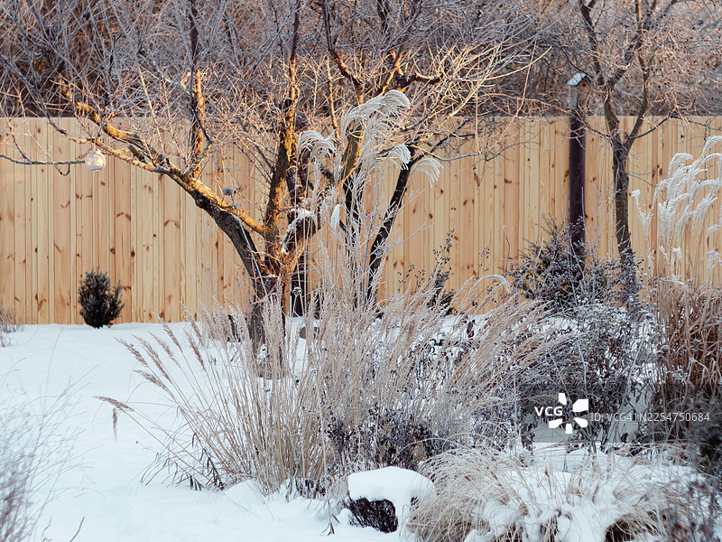 覆盖着雪的冬日花园，有观赏草、干枯的多年生植物和落叶的树木。霜冻的种子头和草穗在木栅栏前挺立，展现了寒冷季节里，带有柔和冬日光线的自然后院景观。图片素材