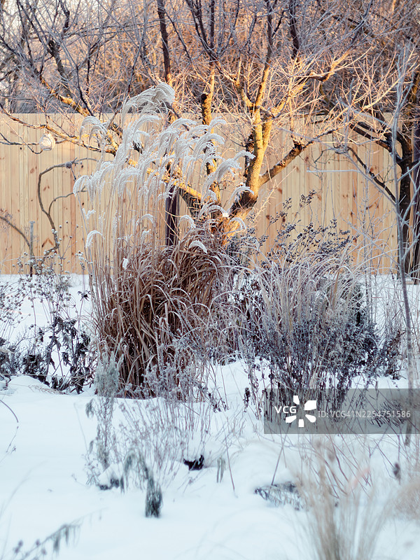 冬日花园，荻（Miscanthus sinensis 'Ballerina'）形成高耸的霜冻穗，矗立在枯萎的多年生植物和落叶树之间。装饰性草本和种子头覆盖着白雪，背景是木制栅栏，构成一幅自然的寒冷季节花园景象。图片素材