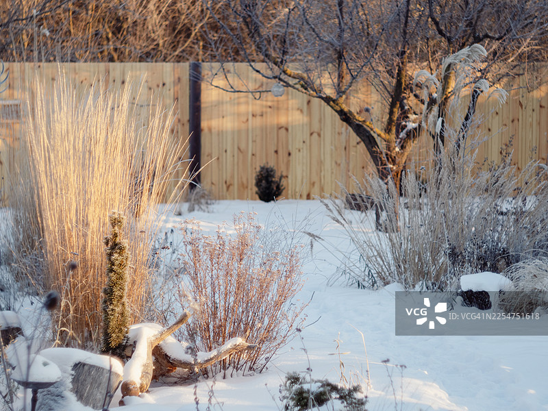 冬季花园景观，卡拉玛格罗斯特拉斯（Calamagrostis Karl Foerster）草在低垂的阳光下闪耀着金色的光芒，与雪景交相辉映。可以看到干枯的灌木、观赏草、光秃的树木和木栅栏，以及富有纹理的雪地表面和柔和的冬日光线。图片素材
