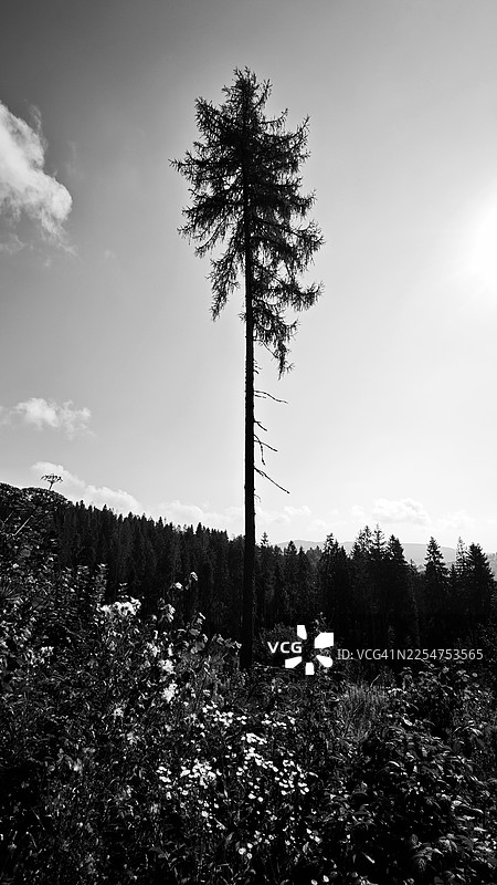 黑白视角，一棵高大孤立的针叶树，矗立在野花和茂密植被之上，背景是远处的森林山脊和明亮的天空。图片素材