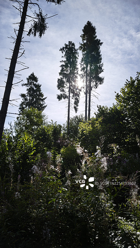 逆光下的森林植被，高耸的云杉树直插明亮的天空。阳光穿过树枝，照亮了林下灌木丛中的种子头和野生植物。这是混合林场景，有深邃的阴影和发光的高光。图片素材