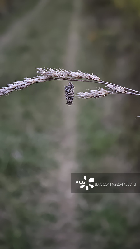 昆虫的茧悬挂在干燥的草籽头上，由细丝悬挂。特写镜头，景深浅，背景为柔和的绿色模糊的自然草甸植被图片素材