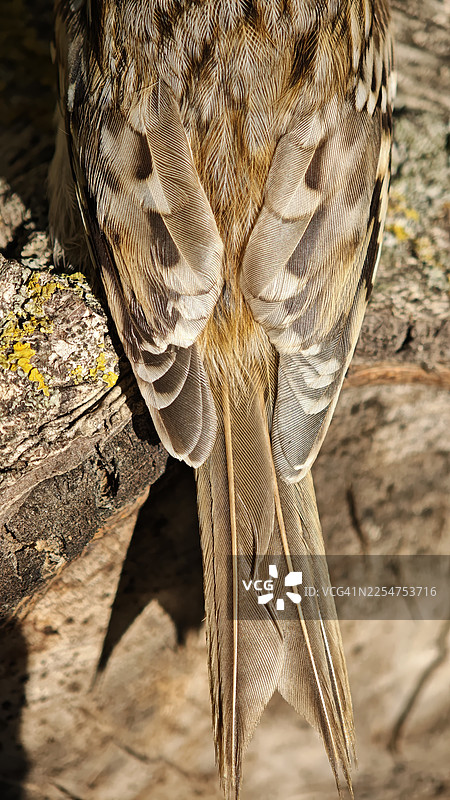 欧亚鹪鹩（Certhia familiaris）的僵硬尾羽特写，在树皮上展示出精细的棕色图案和纹理图片素材
