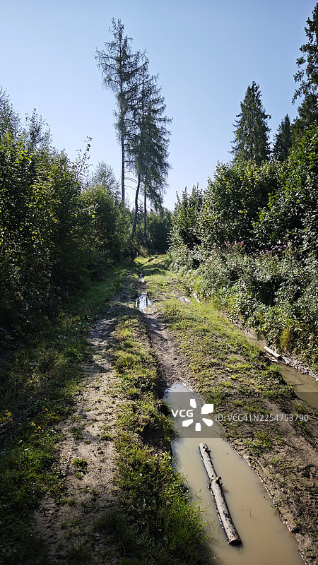 泥泞的森林小径，有深水坑和轮胎印，两旁是茂密的绿色灌木和幼树。两棵高大纤细的针叶树在晴朗的蓝天下从植被中升起。图片素材