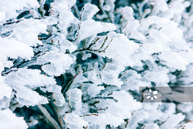 冰霜冬日光照下的雪覆盖枝条：特写纹理与宁静的自然景象图片素材
