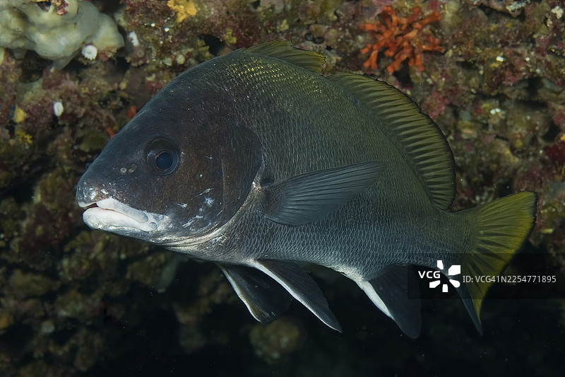 地中海马略卡巴利阿里群岛西班牙的石斑鱼（Sciaena umbra）食物鱼藏身洞穴的水下照片图片素材