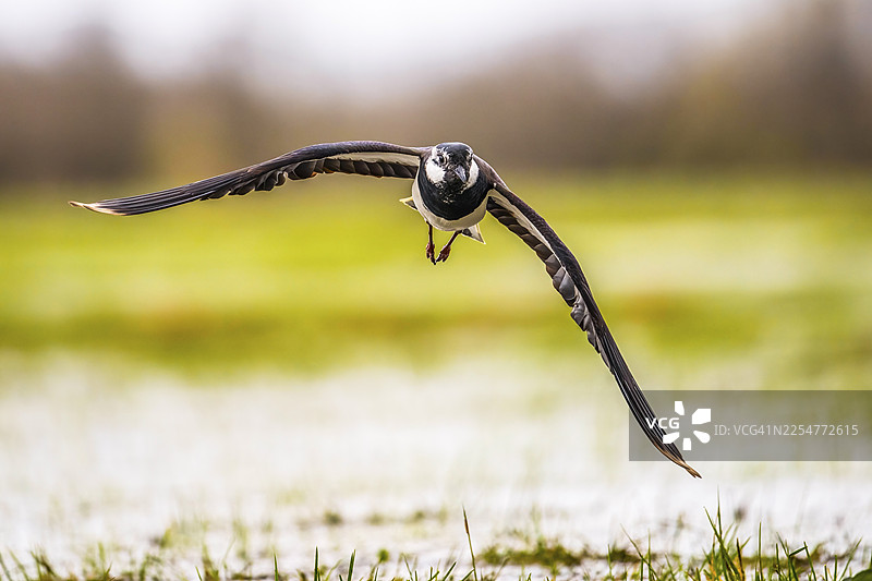 一只凤头麦鸡（Vanellus vanellus）张开翅膀飞过草地，地点为德国下萨克森州胡德市的杜默湖自然公园。图片素材