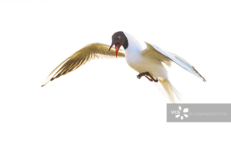 一只展开翅膀的黑头鸥（Larus ridibundus）在浅色背景下飞翔，地点为德国下萨克森州杜默湖自然公园。图片素材