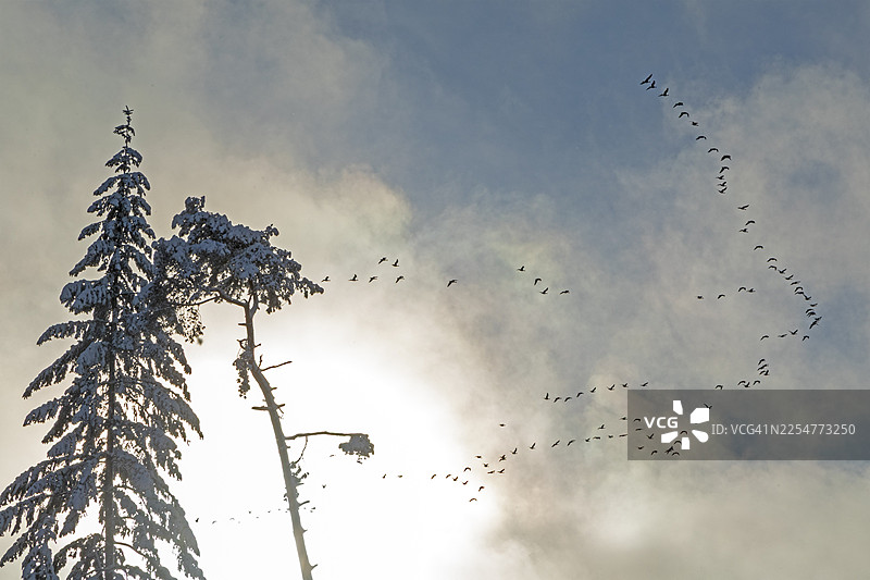 雪景树木、针叶树、飞行的鹅群、云彩、森林、雪、冬季、西弗森、罗森加滕乡村、下萨克森、德国图片素材