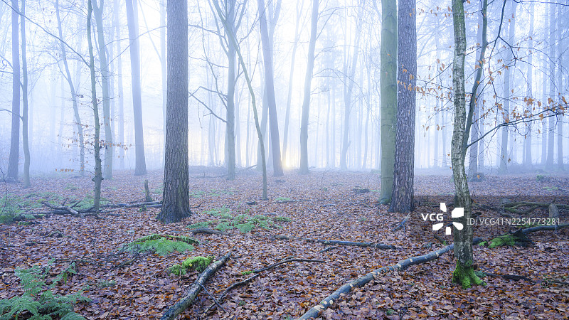雾气弥漫的神秘森林,地面上散落着树叶和蕨类植物,这是一个宁静的秋日森林,地面铺满了落叶。地点:克鲁库姆,梅勒,下萨克森,德国。图片素材