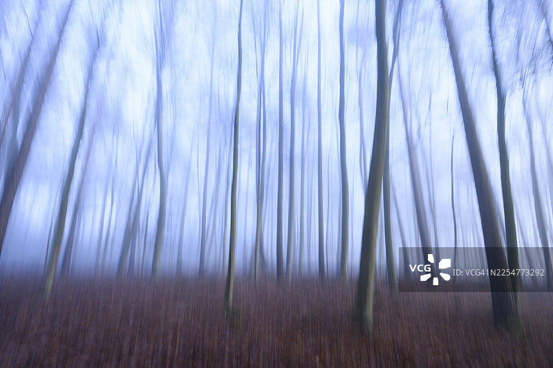 模糊的森林,带有蓝色的薄雾和光秃的树木,神秘的氛围,抽象描绘的树干模糊的森林,德国下萨克森州梅勒克鲁库姆图片素材