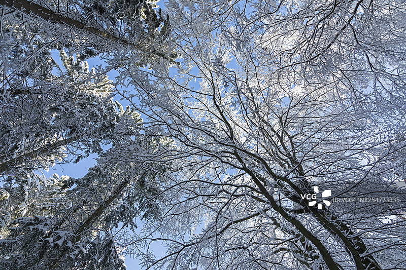 雪景树木，树梢，森林，雪，冬天，西弗森，罗森加滕自治市，下萨克森州，德国图片素材