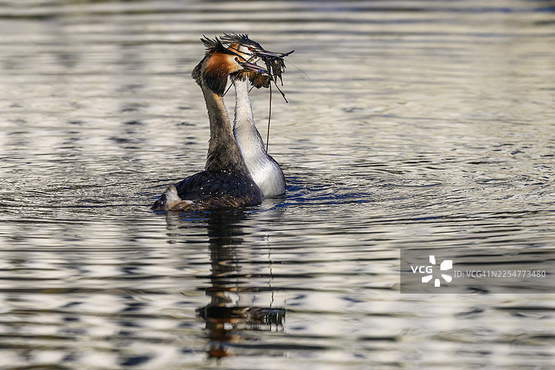 一对大冠䴙䴘（学名：Podiceps cristatus）在水中亲密共游，它们都用喙叼着筑巢材料，羽毛倒映在水中，地点位于德国下萨克森州施泰因胡德湖。图片素材