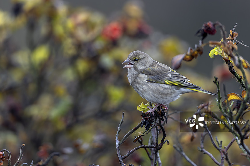 玫瑰（Rosa rugosa）的种子是许多雀鸟的重要食物来源，图中一只雌性绿雀（Chloris chloris）正在打开玫瑰果取食种子，地点：德国，拉巴特。图片素材