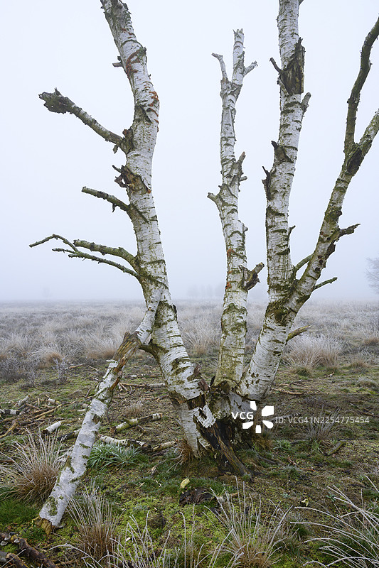 冬季的白桦树，在低萨克森州代尔门霍斯特沼泽地的雷登地区，雷德纳·盖斯特摩尔地区弥漫着雾气图片素材