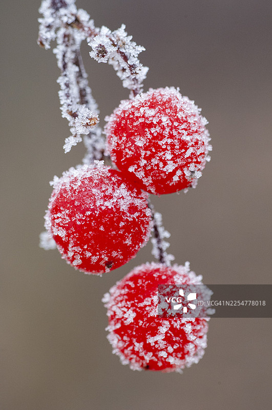 德国下萨克森州菲希塔奥尔登堡明斯特兰地区欧洲荚蒾（Viburnum opulus）果实上的雾凇图片素材