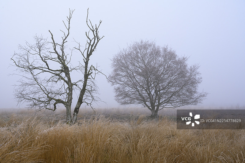 冬季的白桦树，在雾中，位于德国下萨克森州代尔夫尔斯莫尔地区莱登的莱登盖斯特摩尔。图片素材