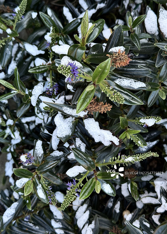 雪覆盖的、开着紫色花的直立香雪球灌木图片素材