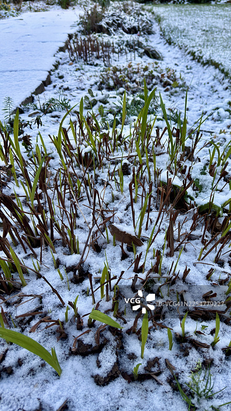 雪中萌发的蒙布雷蒂亚植物嫩绿新芽图片素材