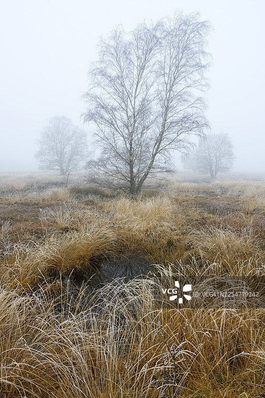 冬季的白桦树，在费德纳海斯特摩尔的雾中，属于迪普霍尔茨莫恩尼德隆，位于下萨克森州雷登图片素材
