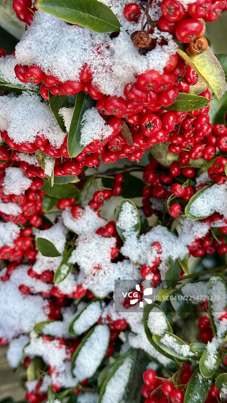 覆雪的火棘浆果图片素材