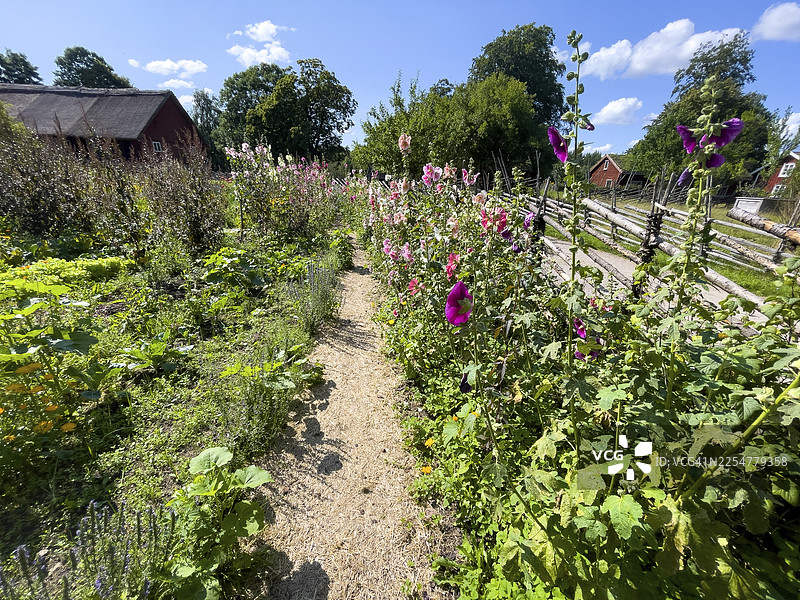 蓝天下的瑞典著名植物学家和分类学家卡尔·林奈故居（林内拉斯胡尔特）的一条小径，旁边是色彩缤纷的乡村小屋花园和质朴的木栅栏，拉斯胡尔特，迪奥，克鲁努贝里省，瑞典图片素材