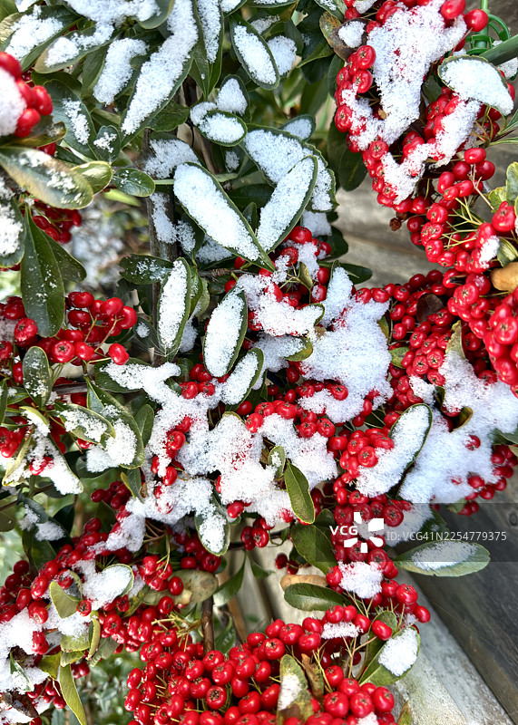 雪覆盖在火棘灌木的鲜红浆果上图片素材