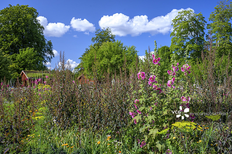 一幅风景如画的花园，背景中是鲜花和乡村房屋，著名植物学家和分类学家卡尔·林奈的色彩缤纷的乡村花园蔬菜园，在蓝天下有一个质朴的木栅栏，林奈斯·拉舒尔特，拉舒尔特，迪奥，克罗诺贝里图片素材