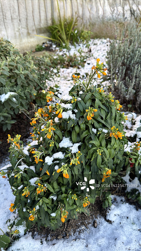 覆盖着雪的黄色花墙花植物图片素材