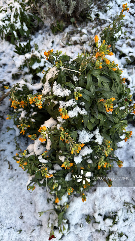 覆盖着雪的黄色花墙花植物图片素材