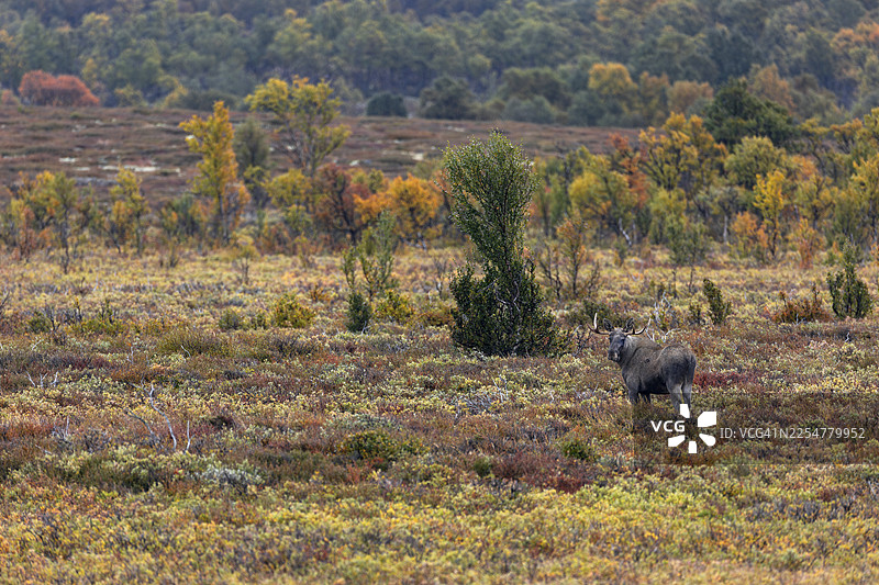 一头公驼鹿（Alces alces）在斯瓦尔巴特群岛的苔原上寻找食物，秋季，秋季，挪威图片素材