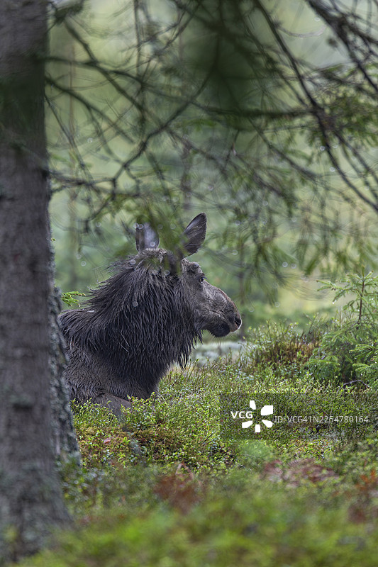 瑞典五月，年轻的驼鹿（Alces alces）找到了休息之地图片素材