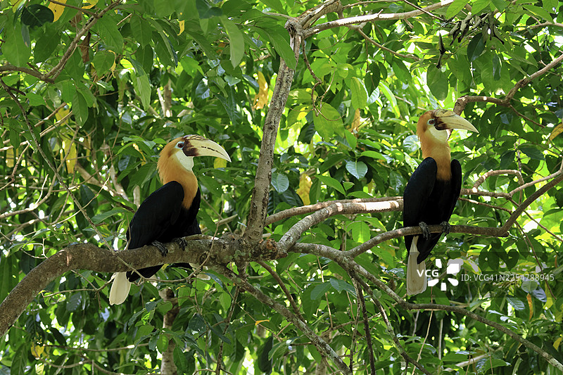 巴布亚犀鸟 (Rhyticeros plicatus)，成年雄性，两只雄性，在树上，警惕，东南亚图片素材