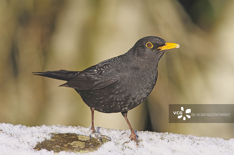 乌鸫 [Turdus merula]图片素材