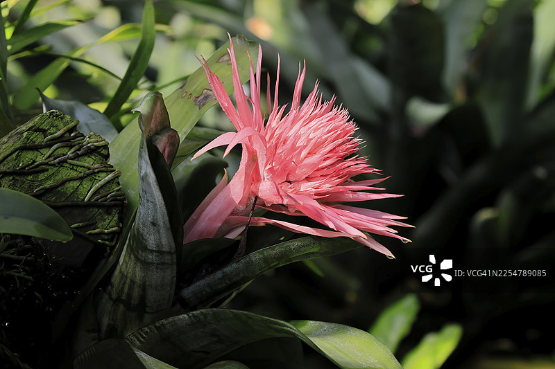 凤梨花，（Aechmea fasciata），花，开花，新加坡，东南亚，姜花图片素材