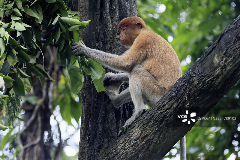 长鼻猴（Nasalis larvatus），幼年，坐在一棵树上，寻找食物图片素材